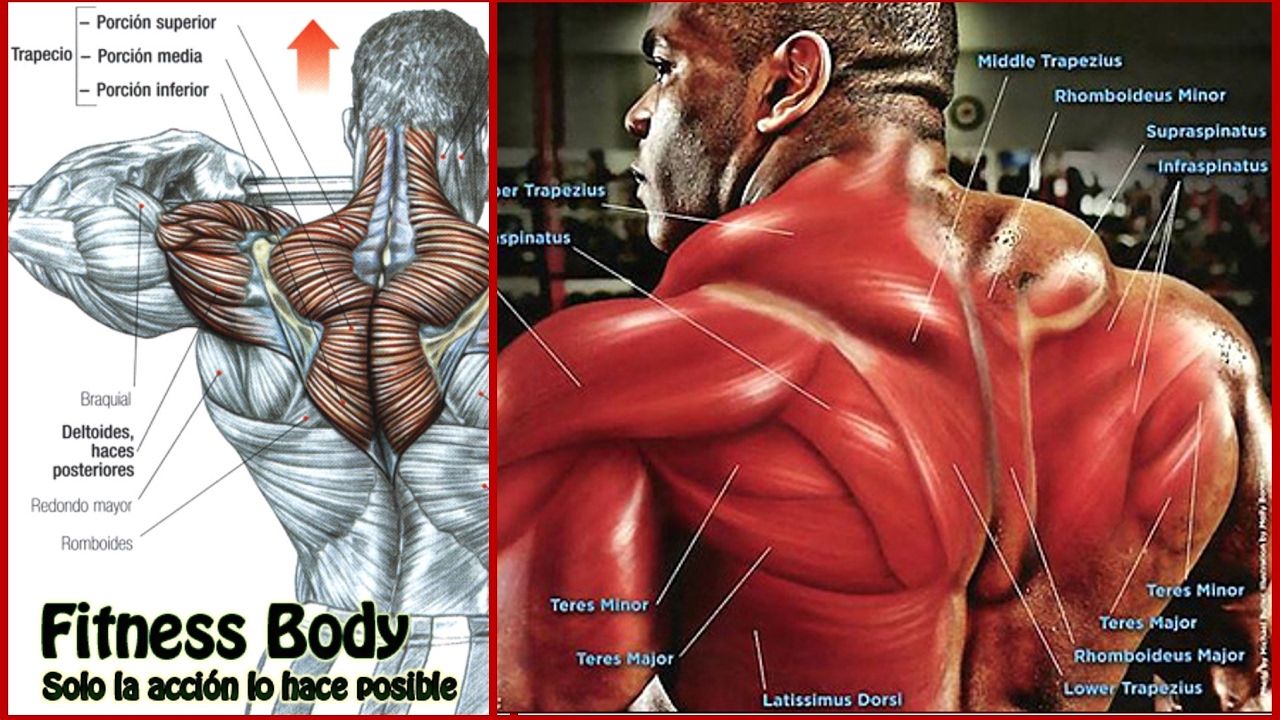 El musculo trapecio