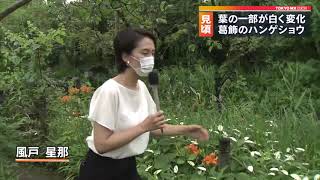 鎌倉野草園のハンゲショウ