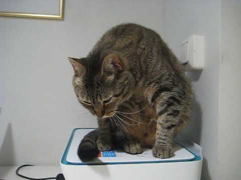 cat แปลว่า Bathtime