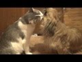 Кошка и пекинес (cat and Pekingese)