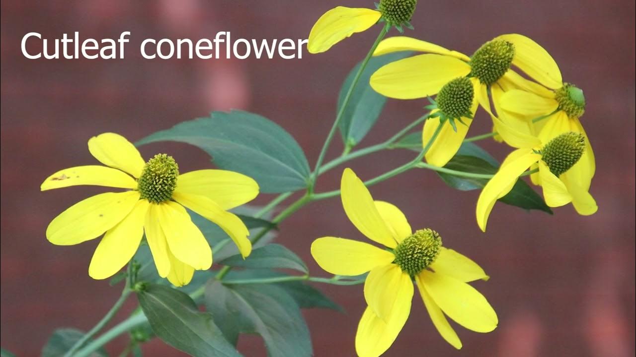 Name of different types of flowers YouTube