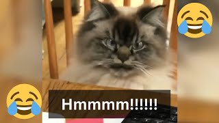 12 Minutes of Funny Cat Videos - EP 37