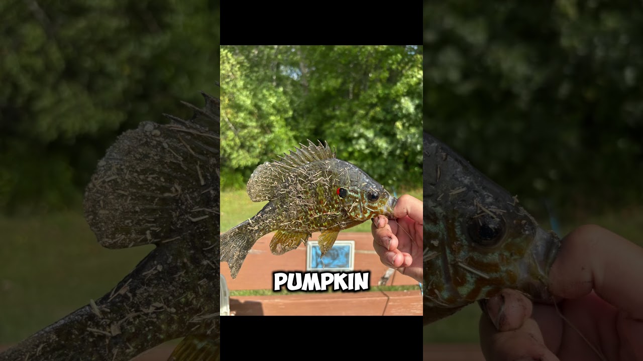 Day 1 of catching every freshwater fish in RI