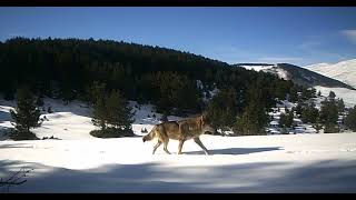 Kar Kurtları Ava Giderken. Ğada Ğa