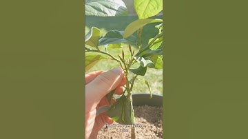 Lemon citrus tree now producing new shoots after pruning #garden #lemontree #pruning