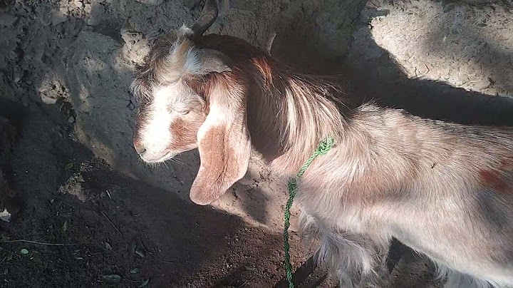 village goats Morning time