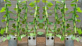 I tried growing cucumbers in plastic containers but was surprised because there were so many by Terrace garden ideas 3,490 views 7 months ago 9 minutes, 40 seconds