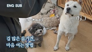 세상이 무서운 겁쟁이 유기견, 전문가쌤 만나고 놀라운 변화 | 동경이 EP.2 by 개st하우스 - 사연 있는 유기동물 채널 8,048 views 3 months ago 7 minutes, 10 seconds