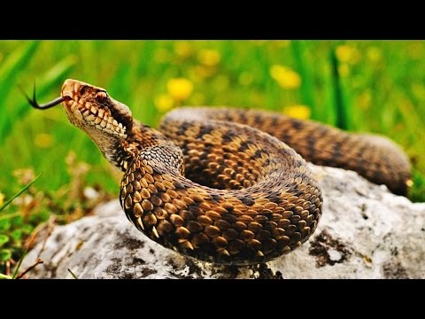 Video: Gibt es Schlangen im gemäßigten Wald?