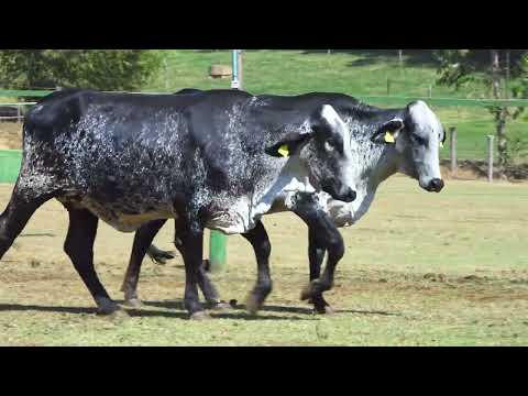 LOTE 114   1955 CD   FILIPA FIV MIAMI SANTA LUZIA e 9744 CD   NICOLE FIV KICKOFF SANTA LUZIA