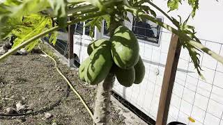 Papaya Tree In Gran Canaria Island, Spain