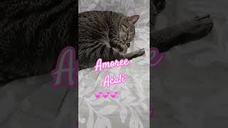 Amoree