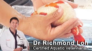 Treating Egg bound goldfish with hormones and massage to stimulate egg release.