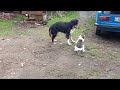 пёс играет с котом
