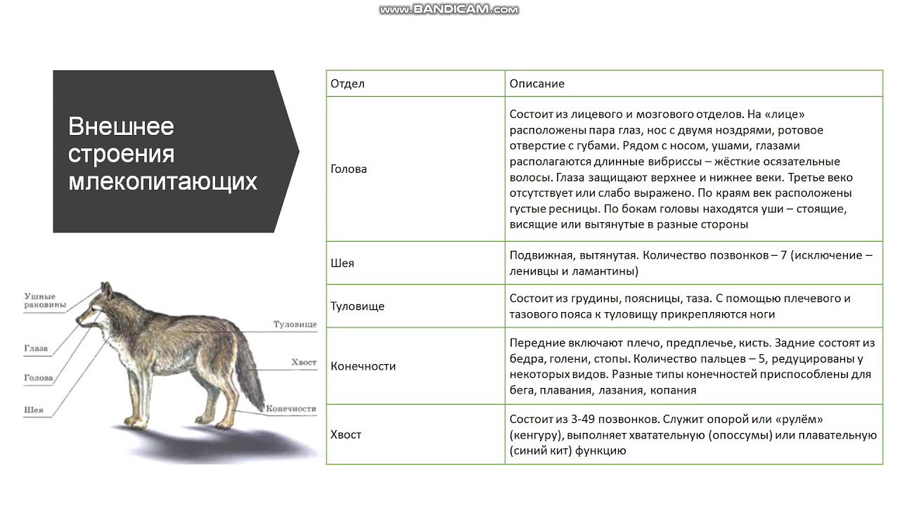 Огэ биология собака. Внешнее строение млекопитающих схема. Внешнее строение млекопитающих 7 класс биология. Общая характеристика класса млекопитающие. Внешнее строение. Особенности строения млекопитающих таблица.