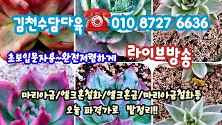 수담의다육☎010 8727 6636~막  던진데요  잘 받으세요 금밭정리~파격특가정리 !!금  다육초보다육맘님 대환영