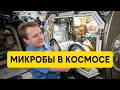 МИКРОБЫ В КОСМОСЕ: как невесомость изменила вирусы против супербактерий.