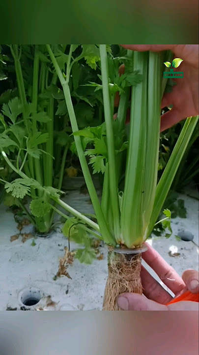 hydroponic celery