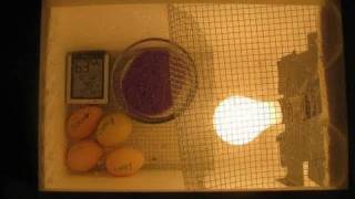 How to make an  Egg Incubator