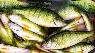How To Catch & Cook Yellow Perch  Lake Michigan | Field Trips Wisconsin