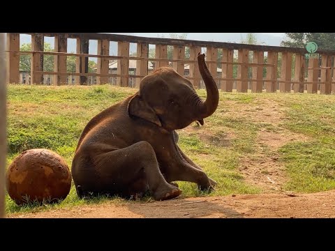 NamTip Play A Big Ball - ElephantNews