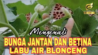 MENGENALI BUNGA JANTAN DAN BETINA LABU AIR @BilikCreator