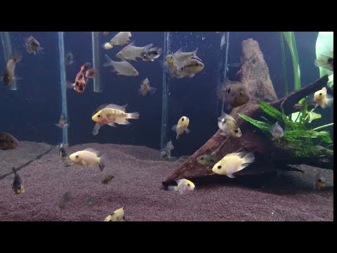Vídeo: Reprodução De Papagaios De Peixes De Aquário