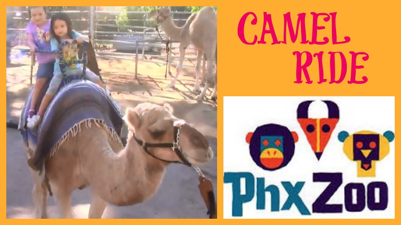 Верблюде в Зоопарк Финикса