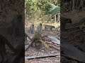 "Monkey Showdown in the Jungle 💥 | Vervet Monkey Battle"