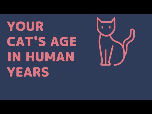 How Old Is Your Cat in Human Years?