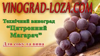 🍇Невибагливий технічний виноград Цитронний Магарач
