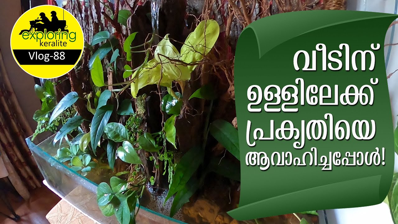 How to make terrarium in malayalam terrarium build plants YouTube