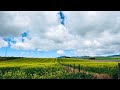 Canola Rapeseed Oil Farm Plantations Fields Meadows Nanyuki Meru Highway Kenya East Africans Documet