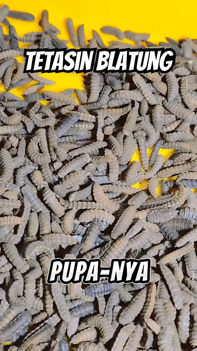 Tahu busuk jangan dibuang‼️buat pemancing lalat belatung guys #lele #maggot #belatung