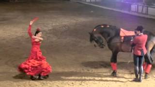 Horse Sevillanas, Cordoba, Spain 2014 Horse Sevillanas, Cordoba, Spain 2014