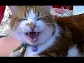 朝からお喋りが止まらない絶好調な猫♥♥猫との会話を楽しむ動画 Conversation with a cat