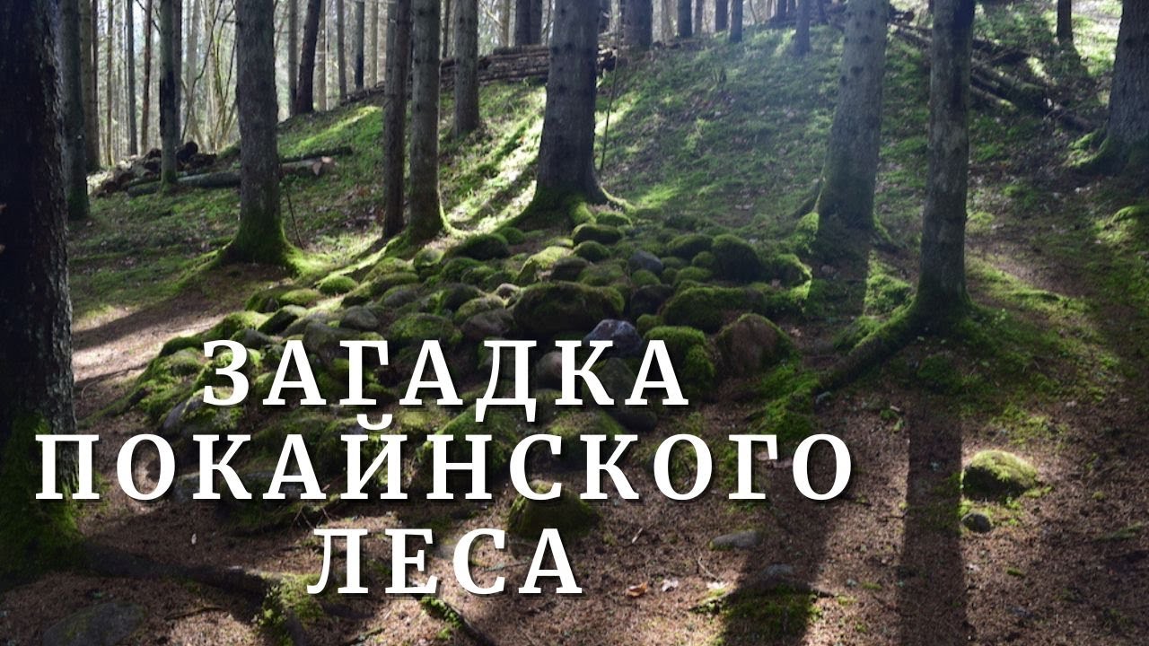 Покайнский лес: место силы или портал в потусторонний мир?