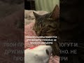 помощьбездомным Animals Cat Fannyvideo котик кот Cat Cats Catlovers Catshorts животные помощьбездомным Animals Cat Fannyvideo котик кот Cat Cats Catlovers Catshorts животные