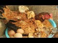 Hen Harvesting Eggs to Chicks New "BORN" Amazing Smallest Birds (Fish Cutting)