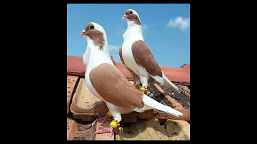 يا ونتي وانات انسان متعوب مشعجل 