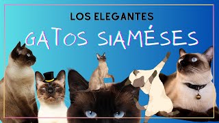 GATOS SIAMÉSES ¿SABES PORQUÉ SON UNA RAZA ÚNICA? // CONOCE SUS CARACTERÍSTICAS Y COMPORTAMIENTO