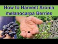 How to harvest aronia melanocarpa berries