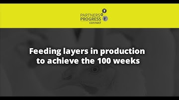 Feeding layers in production to achieve the 100 weeks