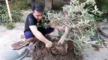 Thay Chất trồng cho cây hoa sứ để phát triển bộ rễ đẹp hơn