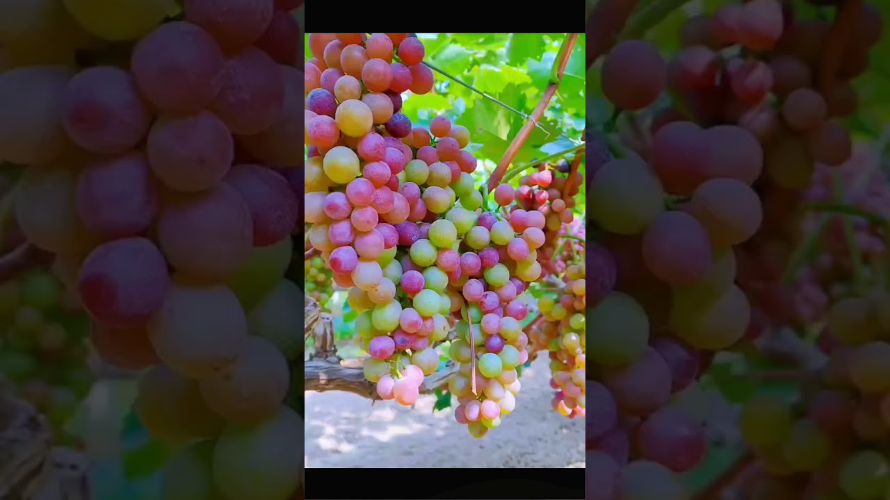 🍇 Grapes on the Vine: Nature’s Sweet Treasure 