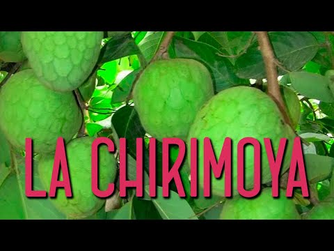 Video: Cuidado de las plantas de chirimoya: consejos para cultivar un árbol de chirimoya