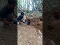 Wow hunting today got a rather large animal#nature #shortvideo #amazing