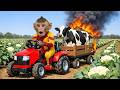 Monkey Drives Tractor to Harvest Cauliflower &amp; Rescues a Dairy Cow from a Burning Barn!