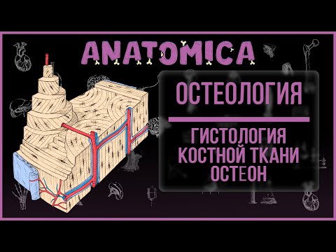 Гистология костной ткани часть 4: "ОСТЕОН - ОРГАНИЗАЦИЯ КОСТНОЙ ТКАНИ"