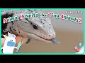 Today&#39;s Patient: Blue-tongued Lizard l Animal Hospital For Tiny Animals 2
